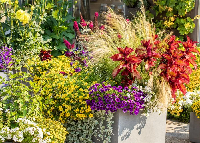 Beet- & Balkonpflanzen