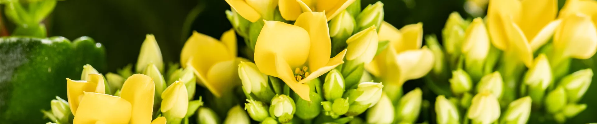 GS639477.jpg GS639477.jpg