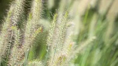 Pennisetum alopecuroides 'Hameln'