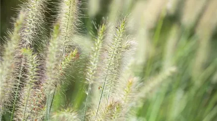 Pennisetum alopecuroides 'Hameln'