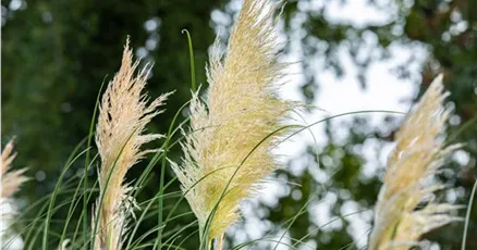 Cortaderia selloana