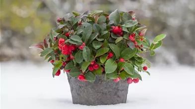 Gaultheria procumbens Gaultheria procumbens