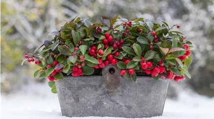 Gaultheria procumbens