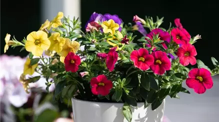 Calibrachoa 'Trio'