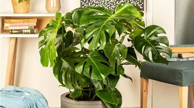Monstera deliciosa