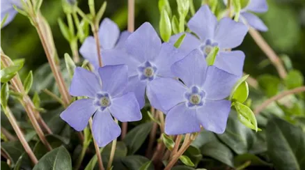 Vinca minor