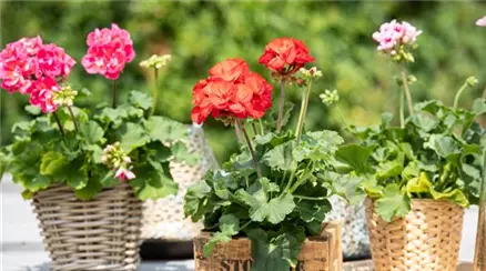 Pelargonium zonale 'Dolce Vita'
