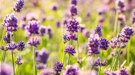 Lavandula angustifolia 'Sentivia® Blue'