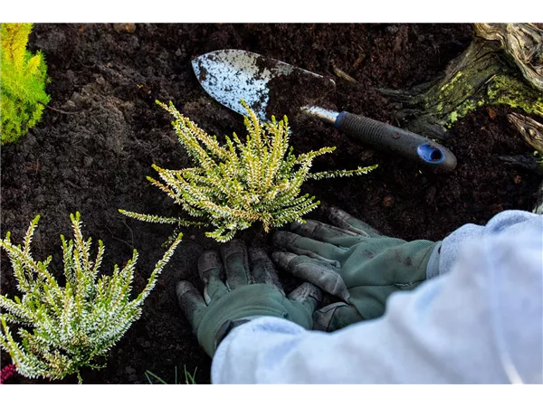 Gärtner (M/W/D) in Bremerhaven