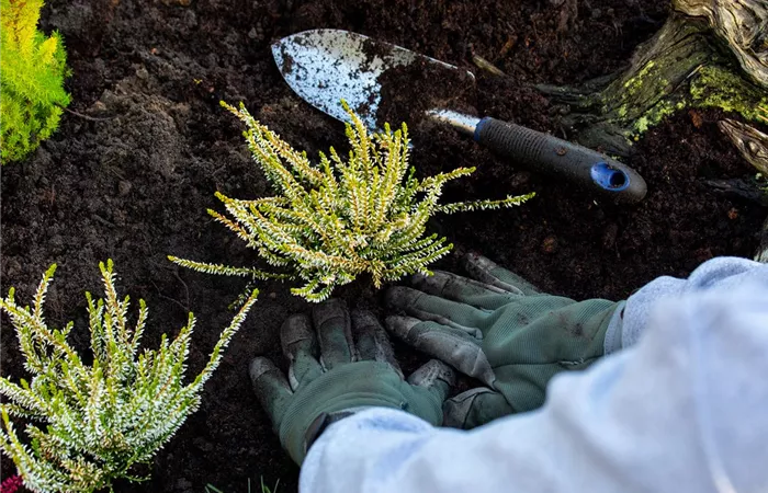 Gärtner (M/W/D) in Bremerhaven