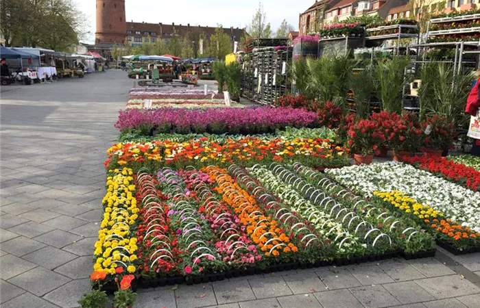 Blumen Peters - Wochenmarkt verschiedene Blumen.jpg