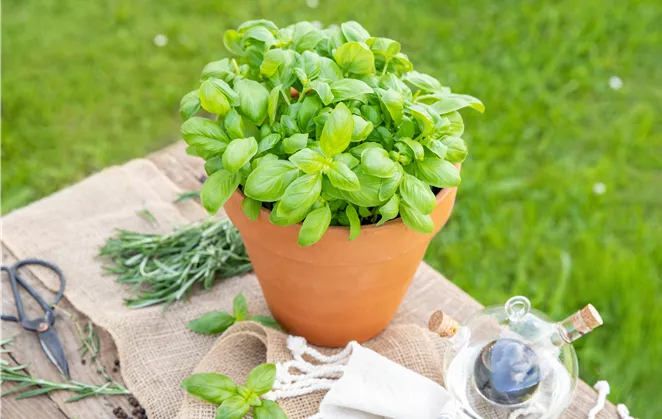 Ocimum basilicum