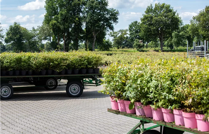 Baumschulist (M/W/D) in Bremerhaven