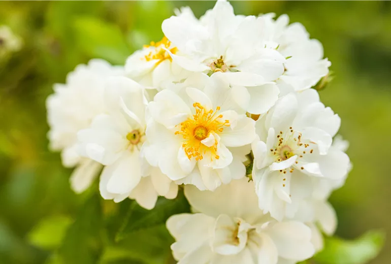 Kletterrose, weiß