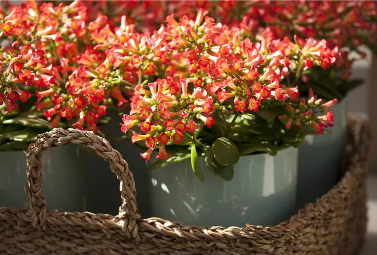 Kalanchoe