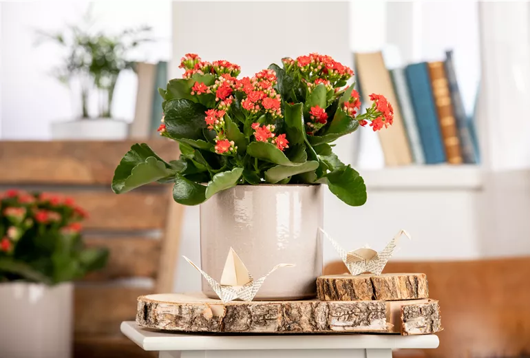 Kalanchoe blossfeldiana Calandiva®, rot