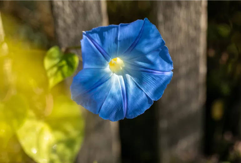 Ipomoea tricolor, blau