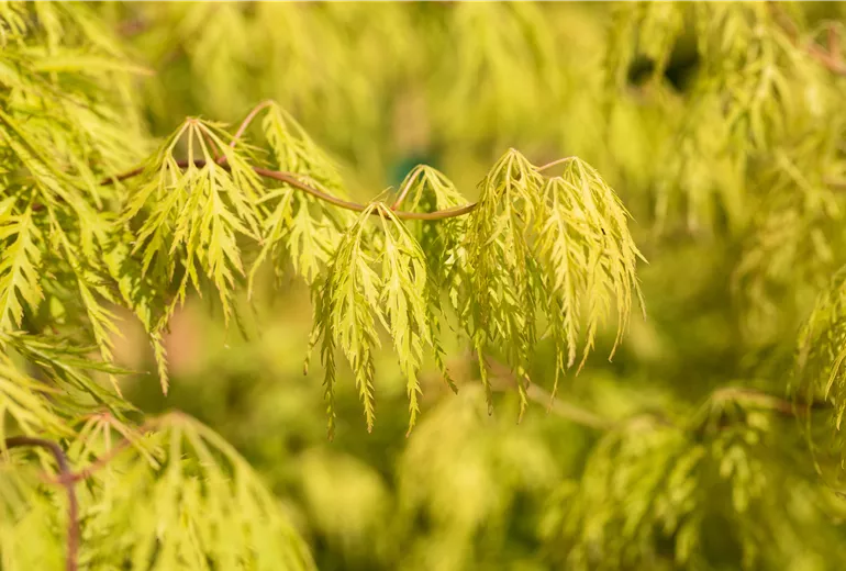 Acer palmatum 'Dissectum'