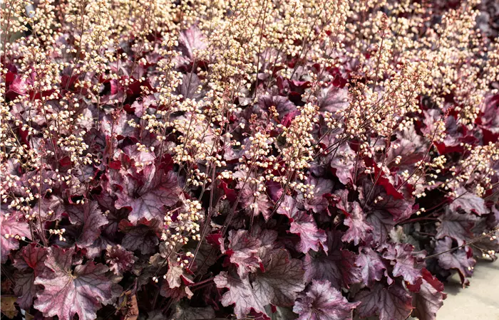 Purpurglöckchen pflanzen und den Garten bunt gestalten