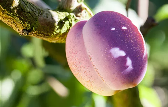 Obstgehölze pflegen und den Garten gleich mit Obstgehölze pflegen und den Garten gleich mit