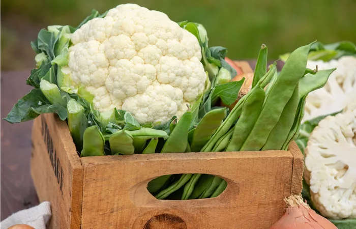 Der Anbau der beliebtesten Gemüsearten 