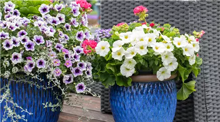 Petunien in Blumenkübeln