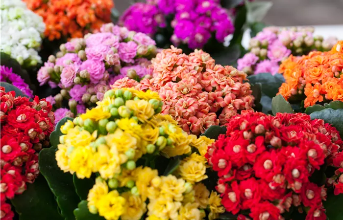 Kalanchoe pflanzen und Blüten im Winter genießen