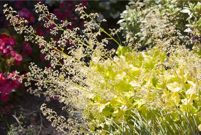 Heuchera