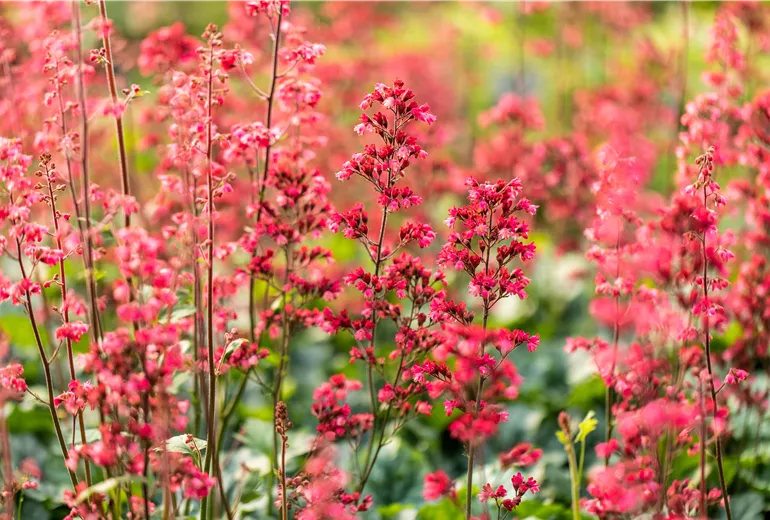 Heuchera 'Paris'