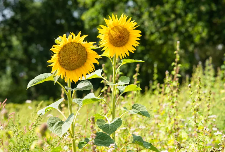 Helianthus annuus