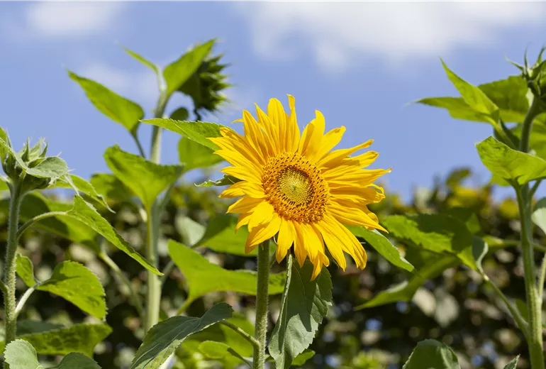 Helianthus annuus
