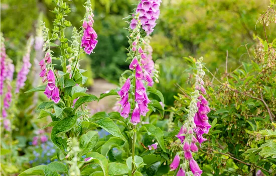 Stauden einpflanzen und den Garten neu gestalten Stauden einpflanzen und den Garten neu gestalten