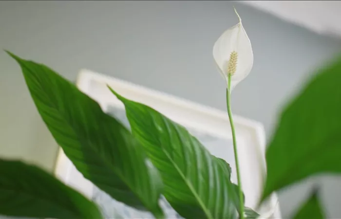 Zimmerpflanzenportrait - Einblatt