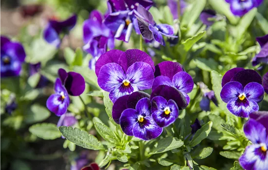 Stiefmütterchen als Highlight für Garten und Balkon
