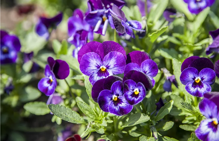 Stiefmütterchen als Highlight für Garten und Balkon