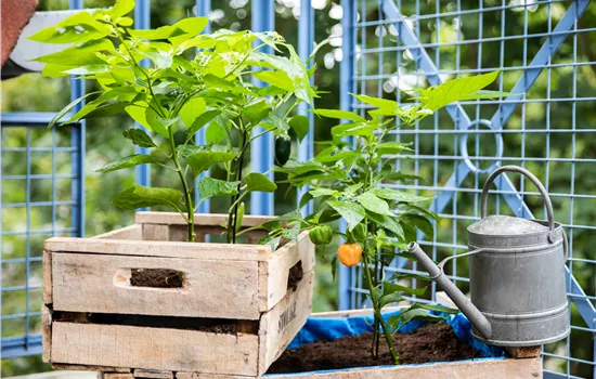 Urban Gardening Ideen für wenig Platz Urban Gardening Ideen für wenig Platz