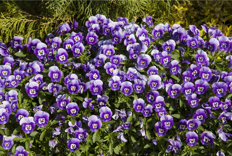 Viola tricolor