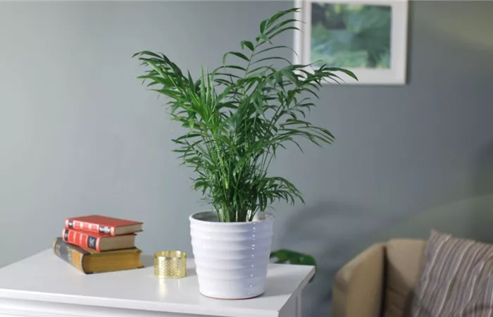 Zimmerpflanzenportrait - Bergpalme