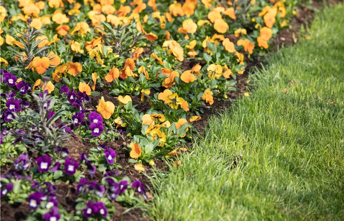 Stiefmütterchen pflanzen und bunte Blüten genießen
