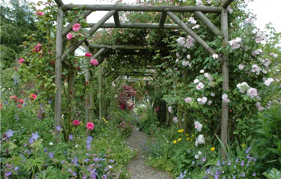 Die richtige Wahl von Rankhilfen für Kletterpflanzen