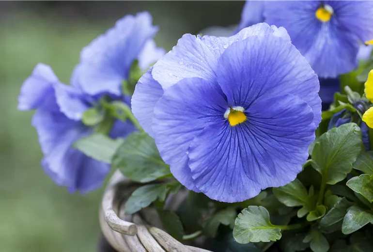 Viola x wittrockiana, blau