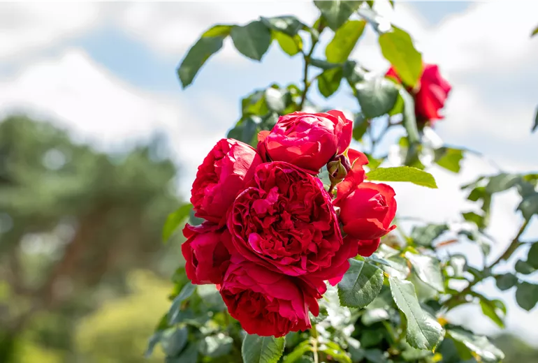 Kletterrose, rot