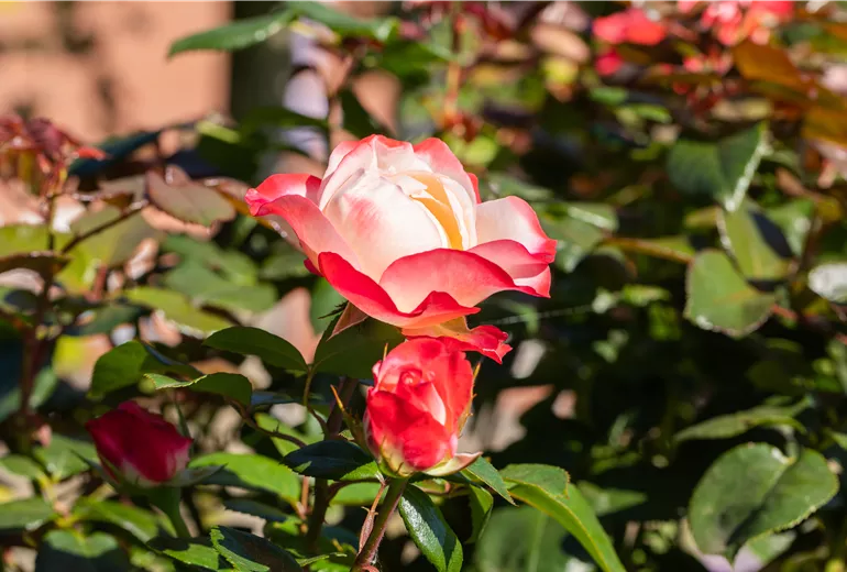 Edelrose, rot-weiß