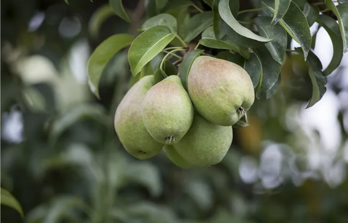 Einen Naschgarten mit Obstgehölzen anlegen und losnaschen