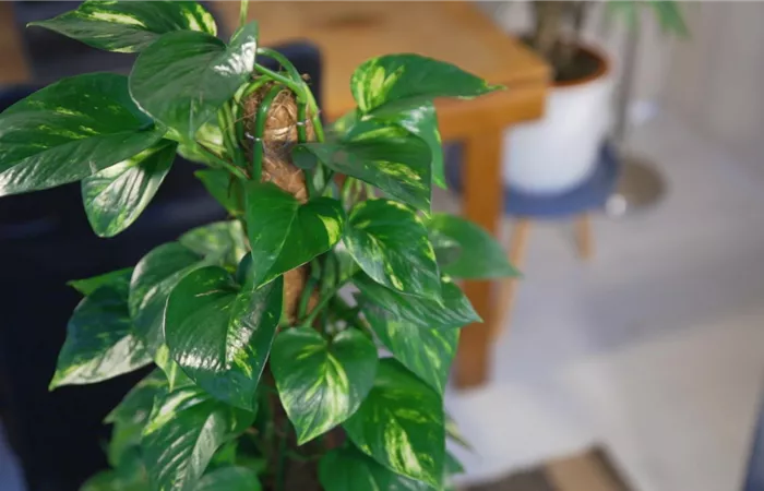 Zimmerpflanzenportrait - Efeutute