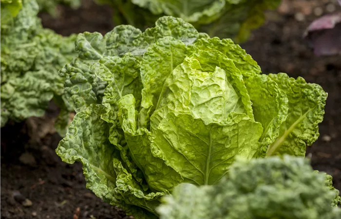 Gemüseanbau im Gewächshaus – so wird es ein voller Erfolg!