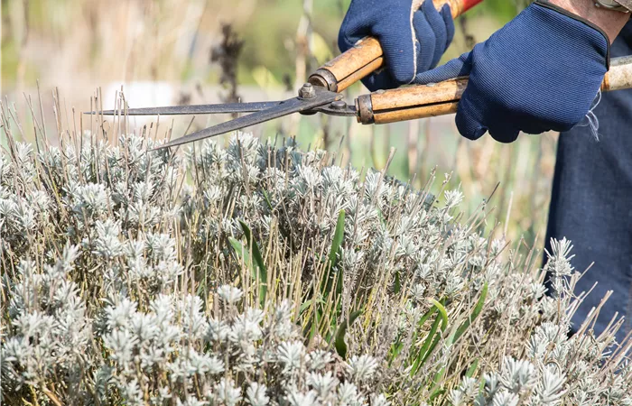 Zeit für den Rückschnitt im Frühjahr