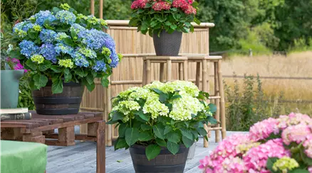Hydrangea macrophylla