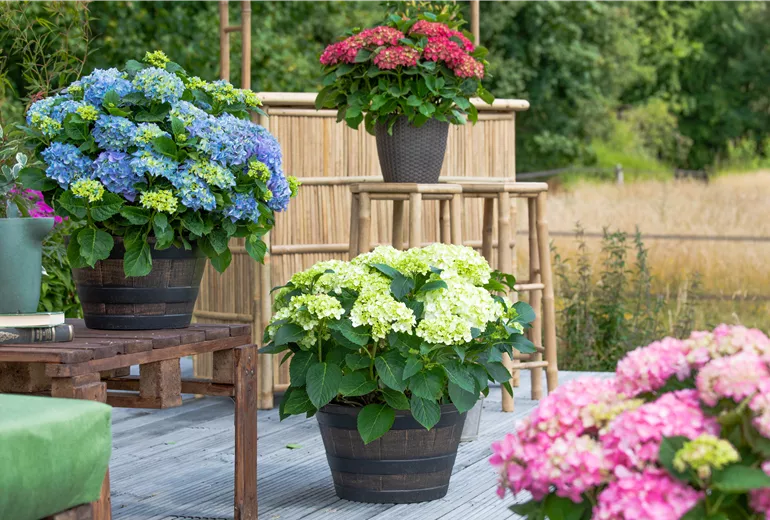 Hydrangea macrophylla
