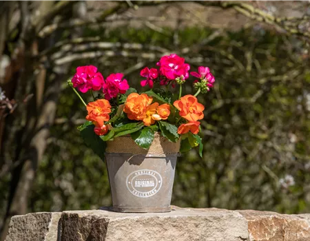 Begonien als blühende Akzente für Balkon und Garten